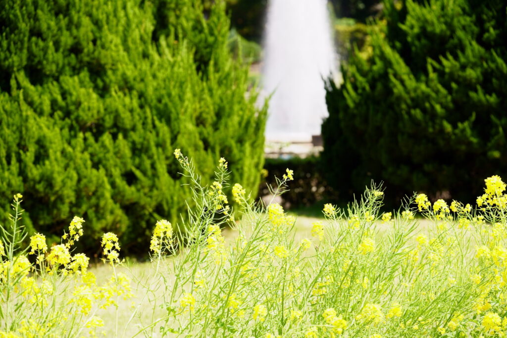 Kyoto Botanical Gardens Spring