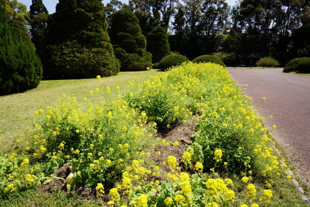 Kyoto Botanical Gardens Spring