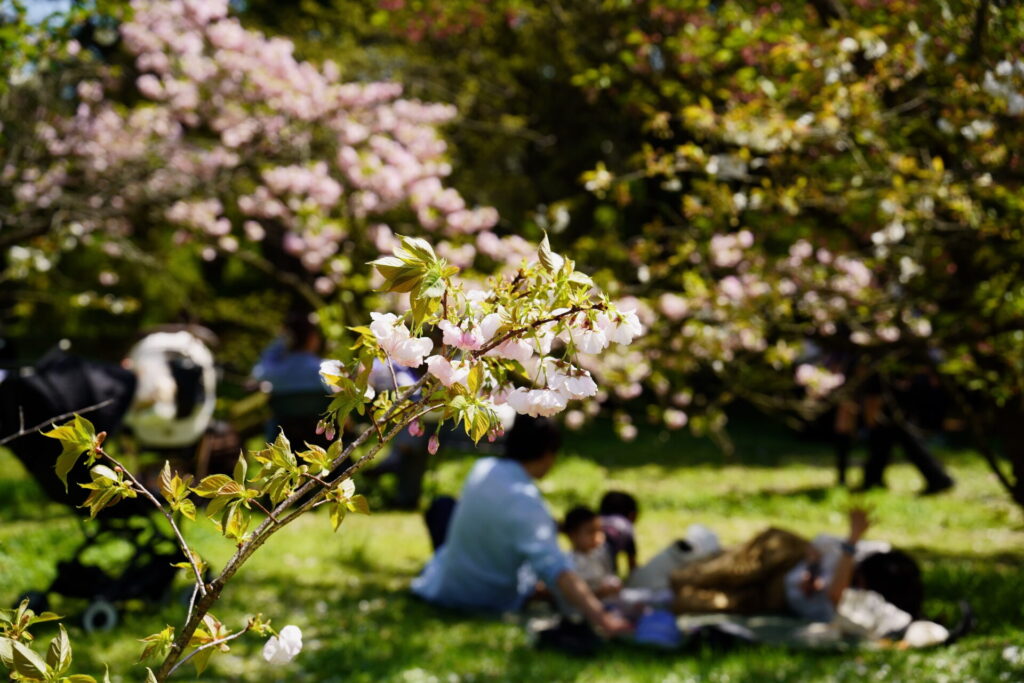 Kyoto Botanical Gardens Spring