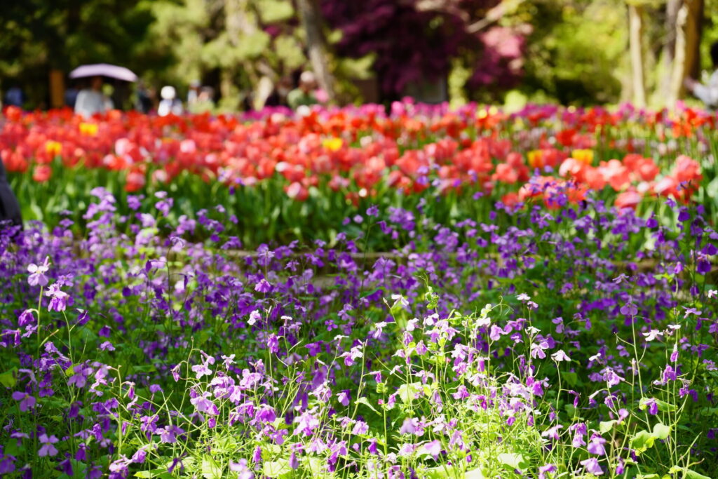 Kyoto Botanical Gardens Spring